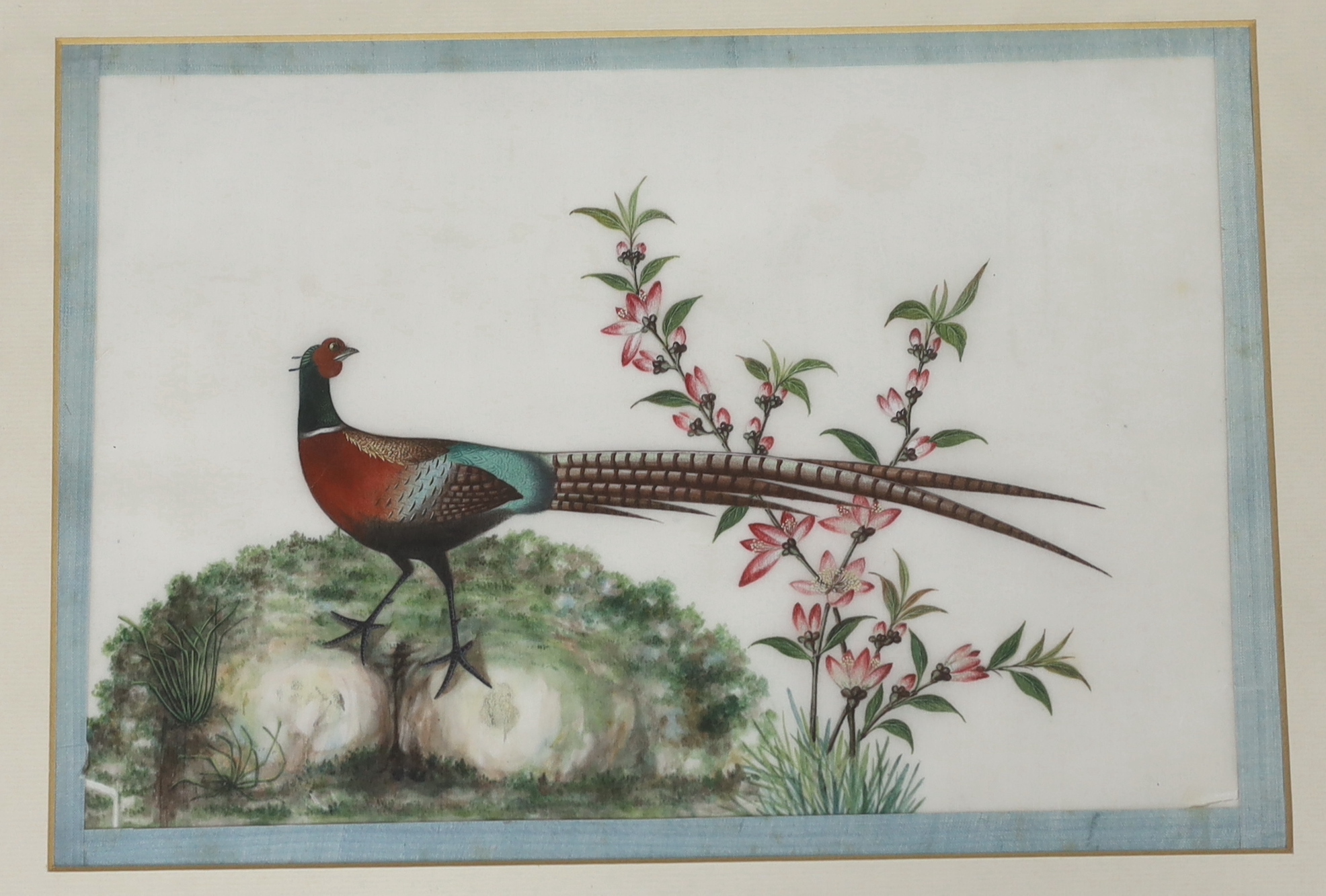 A set of thirteen Chinese pith paintings of birds perched on branches, Daoguang period (1821-50)